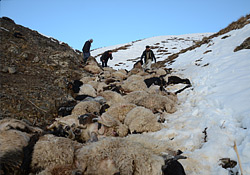 Yüksekova'da uçurumdan düşen 230 koyun telef oldu