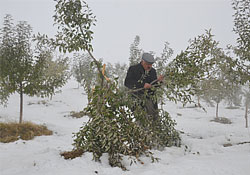 Yüksekova’da kar yağışı meyve ağaçlarına zarar verdi
