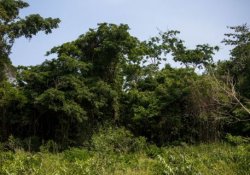 Küresel ısınmayı tropik ormanlar önlüyor