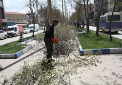 Yüksekova'da Orta Refüjdeki Ağaçlar Budanmaya Başlandı