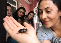 Dünyanın en pahalı böceği Yüksekova'da