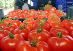 Yayla sezonu başladı, domatesin fiyatı arttı