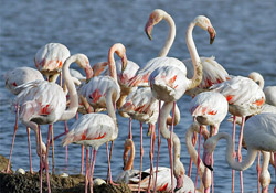 Flamingo Adası'ında 14 bin flamingo doğdu