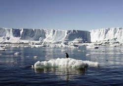 Antartika’da buzdağı koptu, yiyecek bulamayan 150 bin penguen öldü