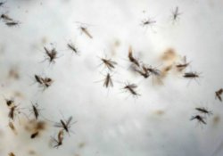 Zika vürüsü 'Guillain-Barré Sendromu'na neden olabilir'