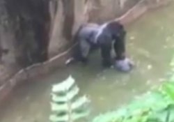 Hayvanat bahçesinde yanına çocuk düşen goril öldürüldü