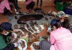 Tayland'daki Budist tapınağında 40 ölü kaplan yavrusu bulundu