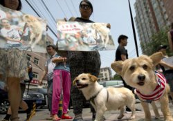 Çin'deki köpek eti festivaline karşı 11 milyon imza