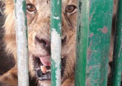 Hindistan'da 18 cinayet şüphelisi aslan 'gözaltında'