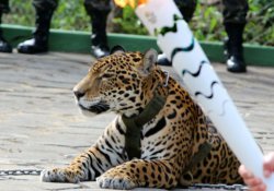 Brezilya'da Olimpiyat etkinliğinde kullanılan jaguar öldürüldü
