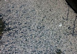 Bursa'daki toplu balık ölümleri Meclis gündeminde