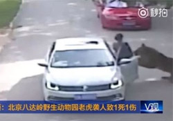 Çin'de kaplanlar bir kişiyi öldürdü, bir kişiyi yaraladı