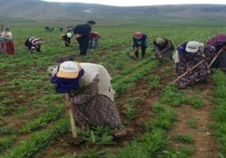 HDP’den mevsimlik tarım işçileri için kanun teklifi