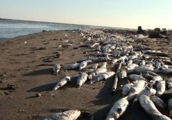 Tarsus sahillerinde binlerce balık öldü