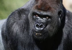 Londra Hayvanat Bahçesi'nde kaçak goril paniği