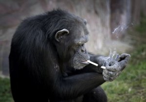 PETA: Şempanzeyi zorla sigaraya alıştırdılar