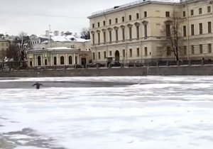 St. Petersburg kışını 'kontrole gelen' gizemli penguen