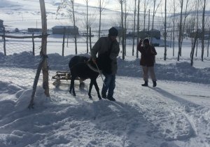 Köy sakinlerinin kış çilesi başladı: Hayvanları için kızakla ot taşıyorlar