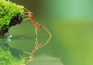 Karıncalar yönlerini nasıl buluyor?