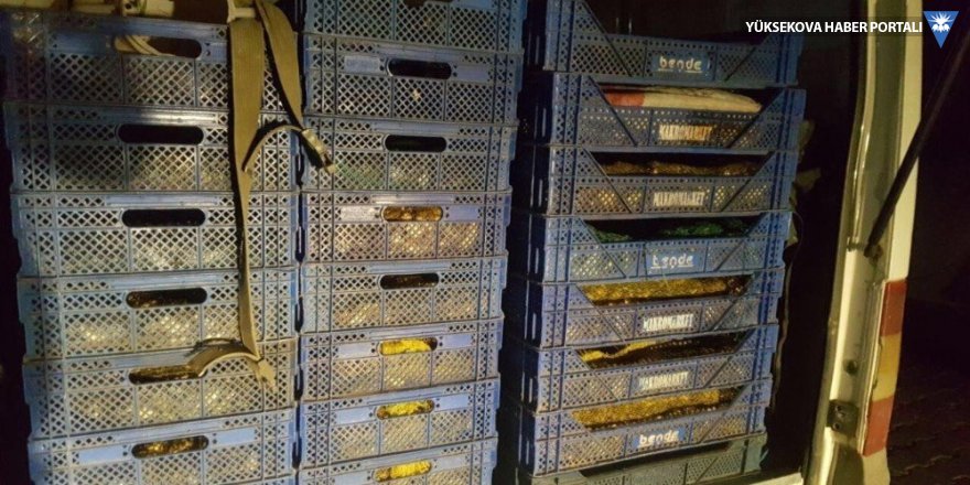 Van’da 10 ton kaçak avlanmış balık ele geçirildi