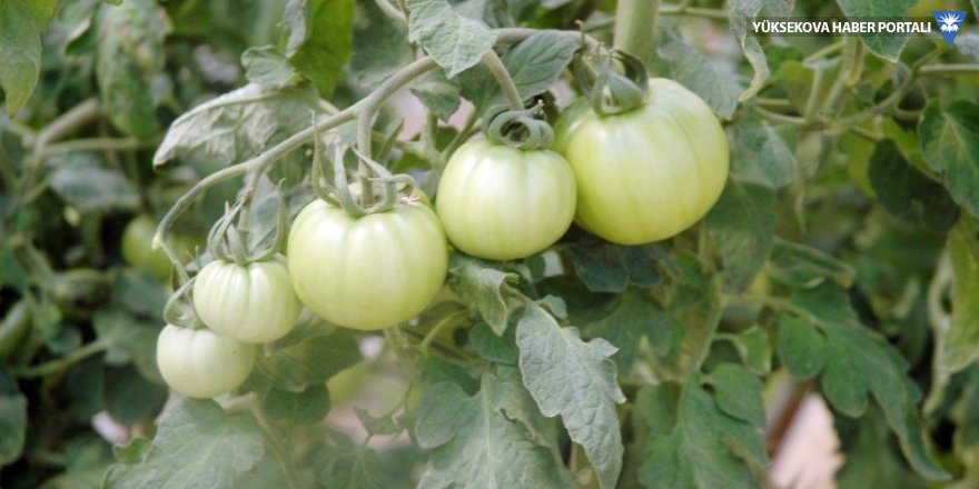 Vanlı domates üreticisi eğitim serası kurdu