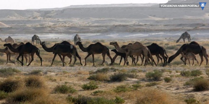 Suudi Arabistan Katar'ın develerini sınır dışı etti
