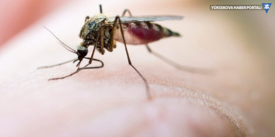 Araştırma: Covid-19 sivrisinekler yoluyla bulaşamaz