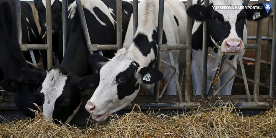 Mozart dinleyen ineklerin süt üretimi arttı