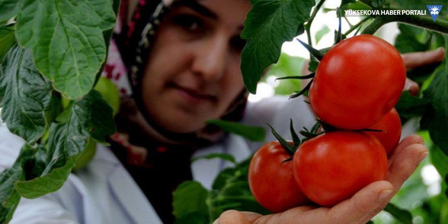 Rus bakan, Türk domatesine ‘yeşil ışık’ yaktı