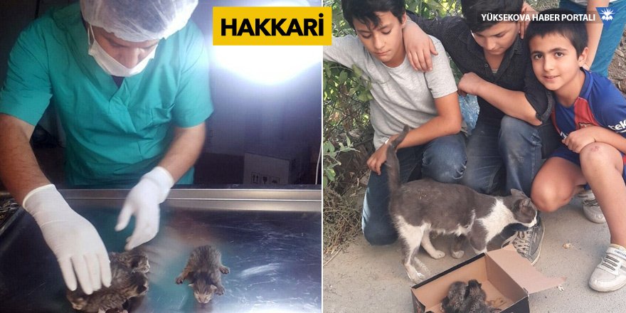 Göbek bağları yapışık olan yavru kediler kurtarıldı