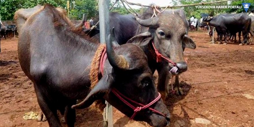 Hindu eyalette sığır eti serbest!