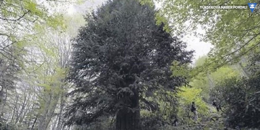 En yaşlı 6. ağaç Türkiye'de