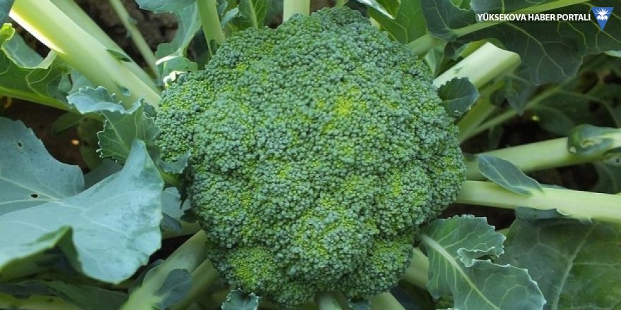 Brokoli kanser tedavisinde kullanılabilir