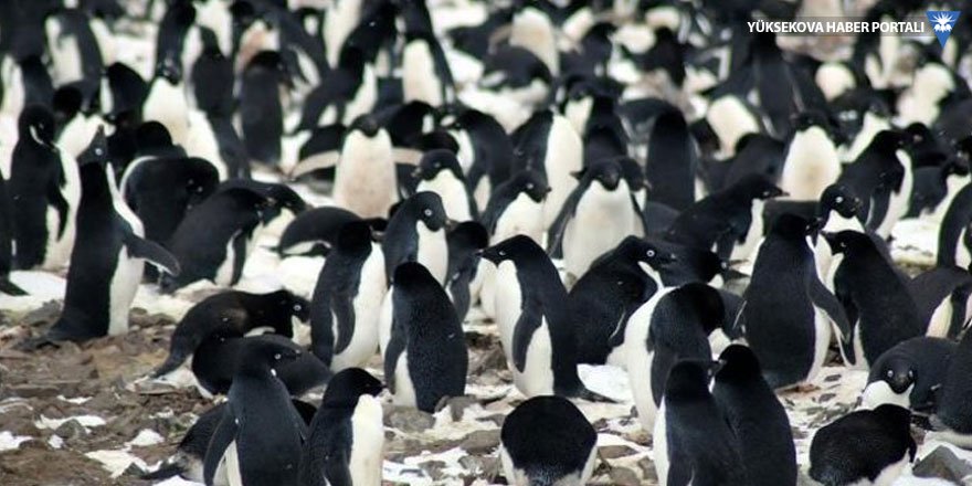 Antarktika'da 1.5 milyon penguen bulundu!