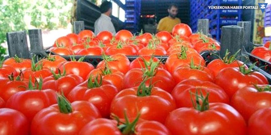 Rusya: Türk domatesini yasa dışı gönderme çabaları arttı