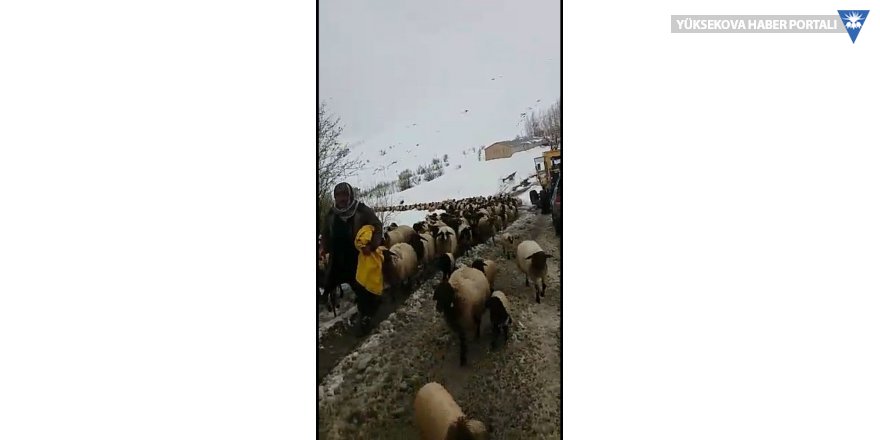 Dağda mahsur kalan 8 çoban ve 2 bin koyun kurtarıldı