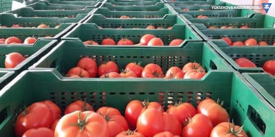 Rusya, Türkiye'ye uyguladığı domates ithalatı sınırlamasını kaldırdı