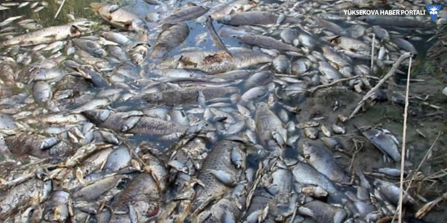 Menderes'ten sonra azmaklarda da balık ölümleri!