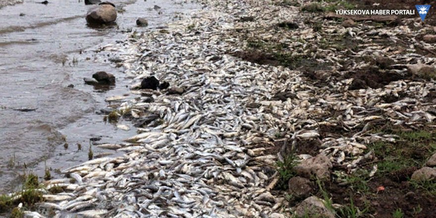 Siverek'teki baraj gölünde balıklar kıyıya vurdu