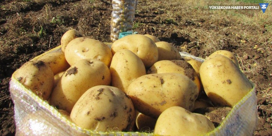 Türkiye Suriye'den patates ithal ediyor