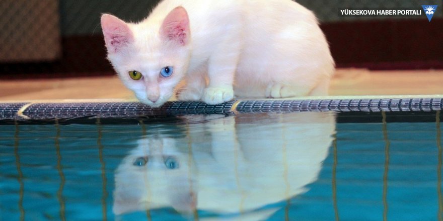 Van’da yüzücü kediler yetiştirilecek