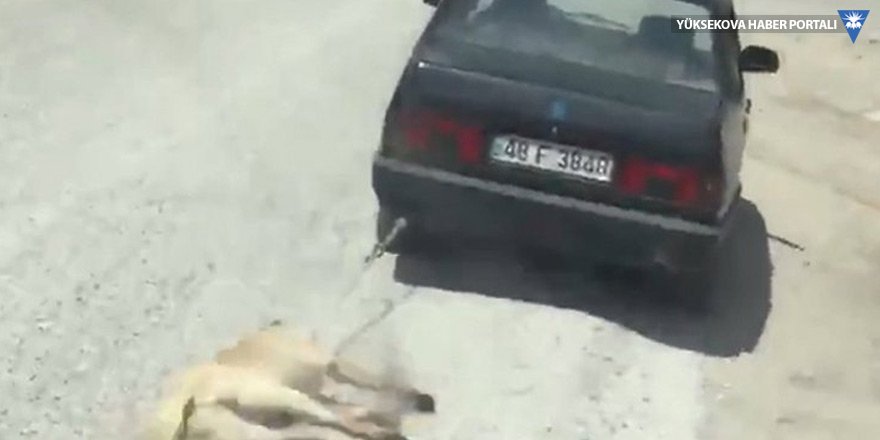 Köpeği aracının arkasına bağlayıp sürükleyen kişi gözaltına alındı