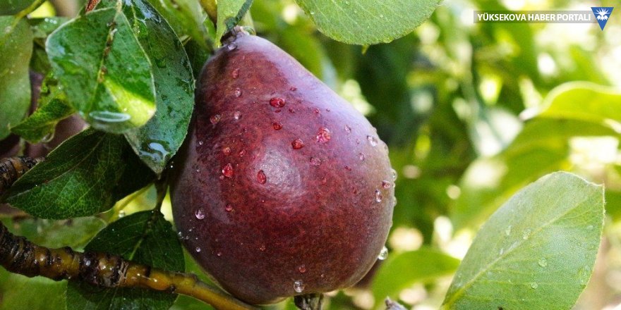 Van'da kaybolmaya yüz tutmuş meyveler koruma altına alındı