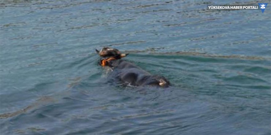 Rize'den denize atlayan kurban Trabzon'a yüzdü