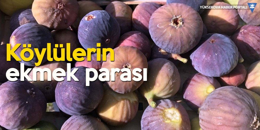 Bitlis ekonomisine incir ve nar desteği