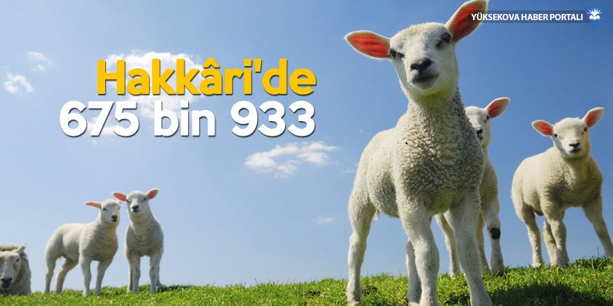 Van, koyun sayısıyla Türkiye lideri