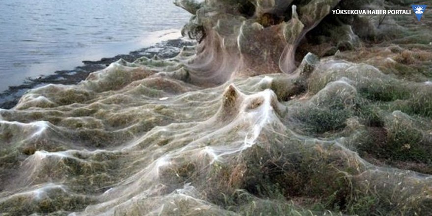 Kasaba sahili örümcek ağıyla kaplandı