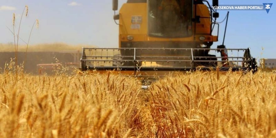 TMO: 250 bin ton buğday ithal edeceğiz