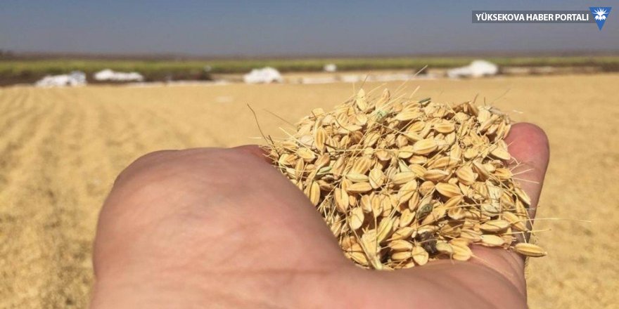 Diyarbakır’da pirinç hasadı başladı