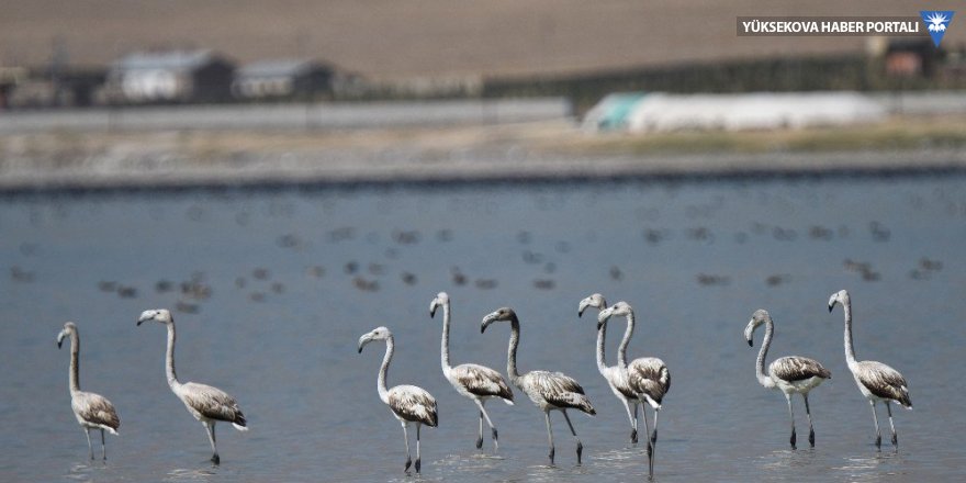 Flamingolar Arin Gölü’nü mesken tuttu